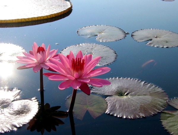 Creating a Water Garden - Planting instructions Water lilies in pond