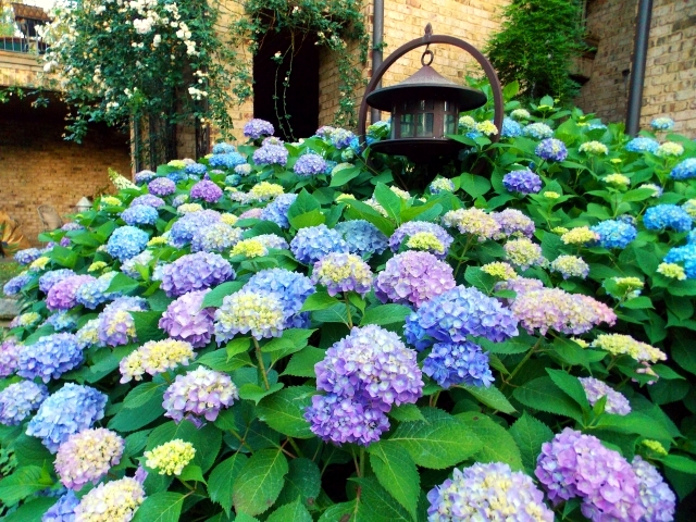 Hydrangeas in the garden - Tips for planting, care, fertilization, cutting