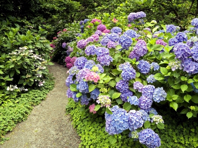 Hydrangeas in the garden - Tips for planting, care, fertilization, cutting