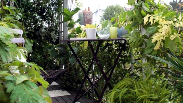Balcony Hardy Plants - plant and care tips