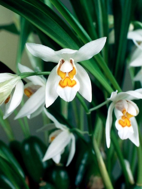 Tips for beautiful indoor plants - Orchid Care