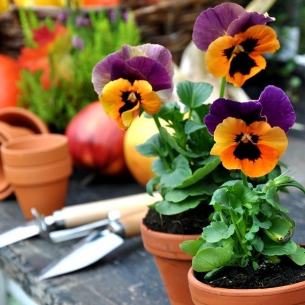 What plants Autumn - Tips for Beginners Garden