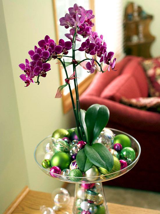 Winter flowering plants are beautiful as Christmas decoration