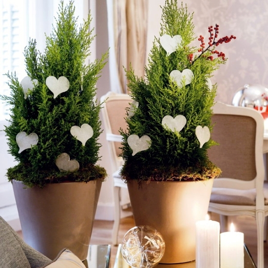 Winter flowering plants are beautiful as Christmas decoration