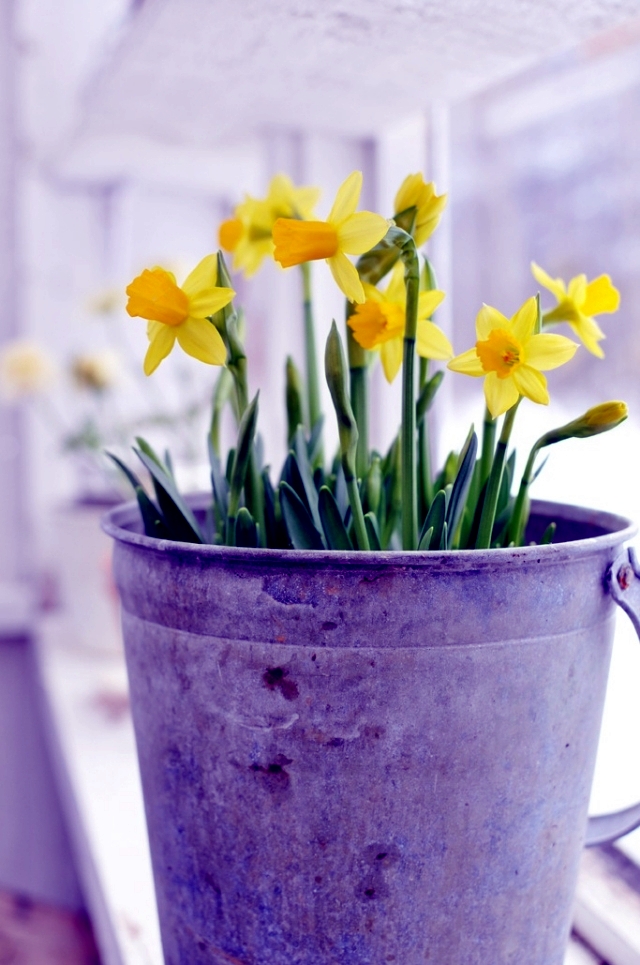 Advice on care of daffodils in the garden and potted flowers