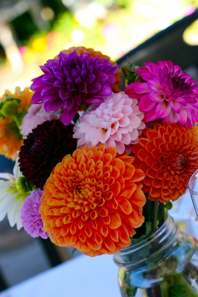 Tips Dahlias - plant, care for winter and summer flowers