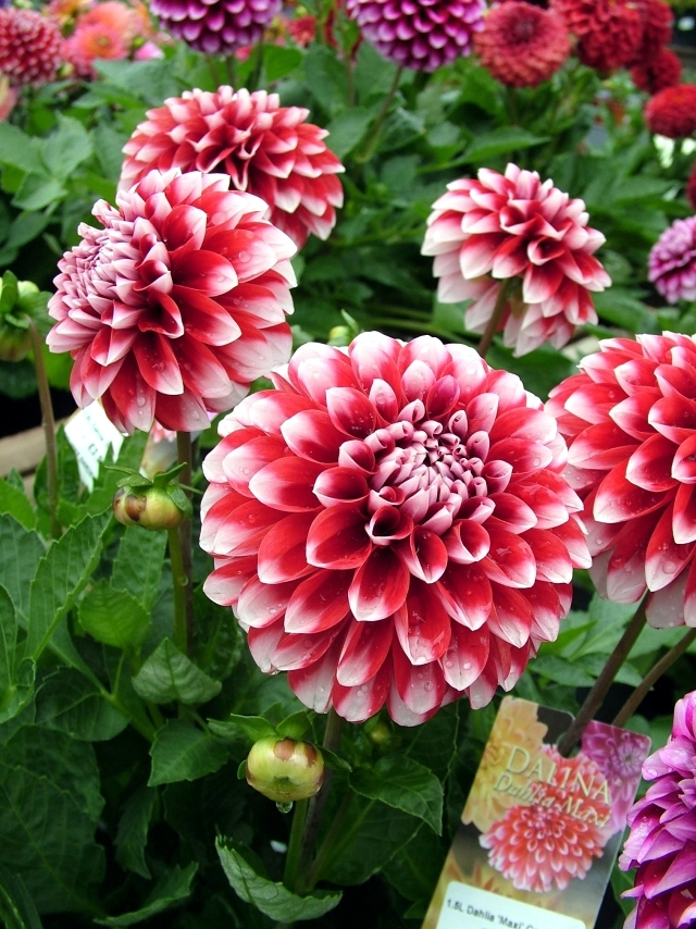 Tips Dahlias - plant, care for winter and summer flowers