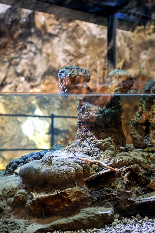 Minimalist Aquarium in Postojna Cave, Slovenia