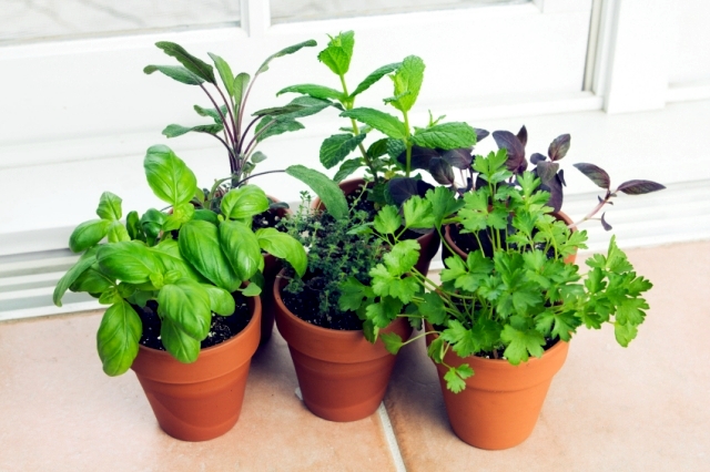 Creating a herb garden at home - What to consider