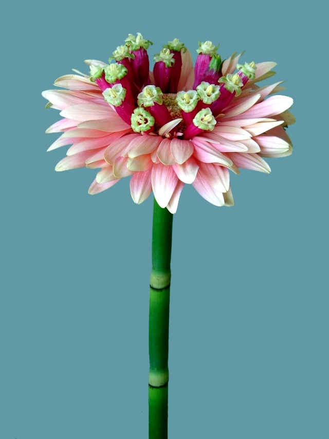 Andreas Verheijen developed hybrid plants and colorful flower arrangements