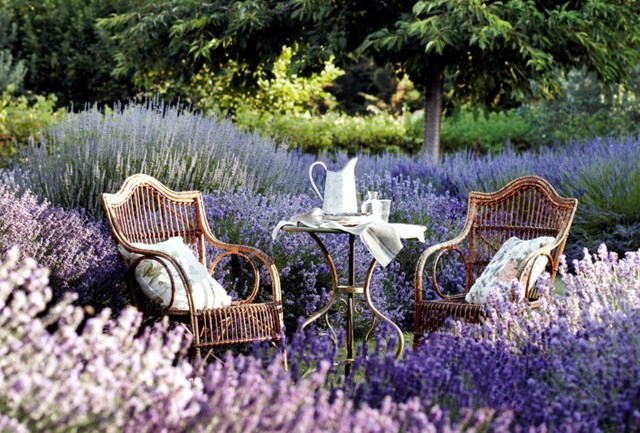 Care Tips lavender in the garden when you have to cut?
