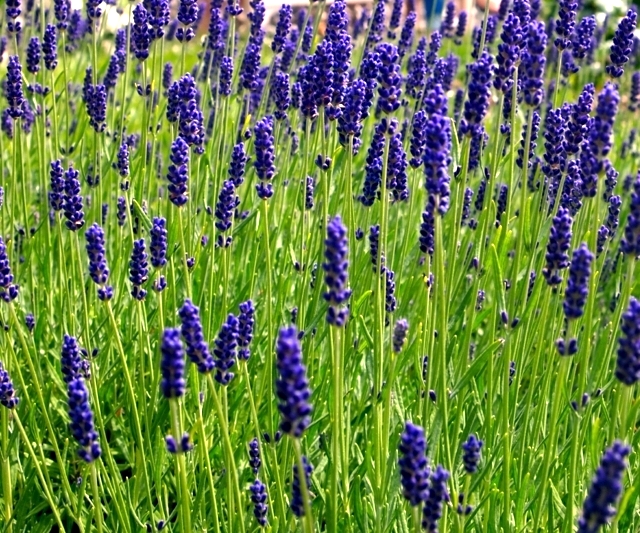Care Tips lavender in the garden when you have to cut?
