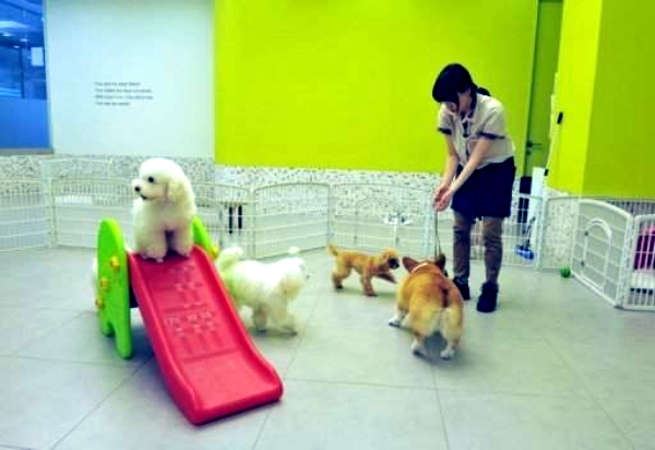 Hotel for Dogs - spoil your dog in a kennel
