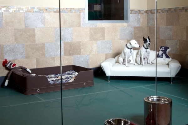 Hotel for Dogs - spoil your dog in a kennel