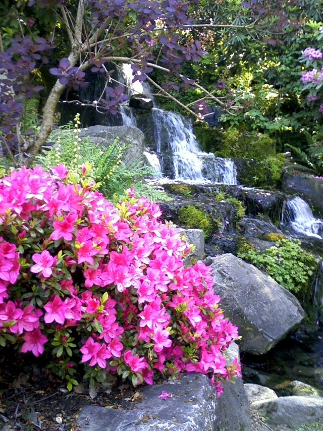 Rhododendron in gardening tips for planting, care, fertilization, cutting