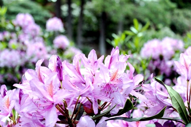 Rhododendron in gardening tips for planting, care, fertilization, cutting