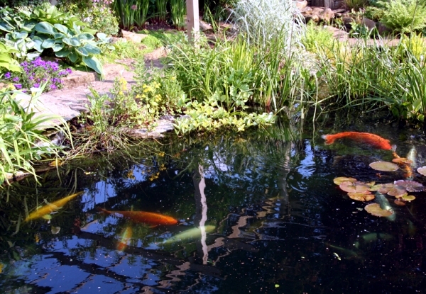 Creating a Koi Pond - useful for design of water garden information