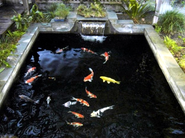 Creating a Koi Pond - useful for design of water garden information