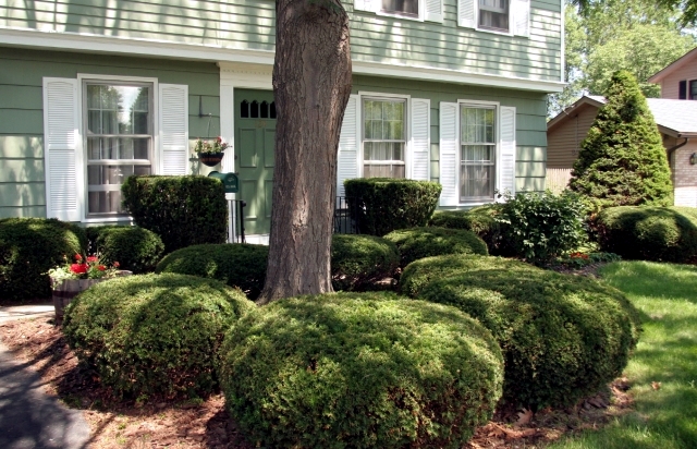 Spring Court - cut bushes, shrubs and hedges in spring