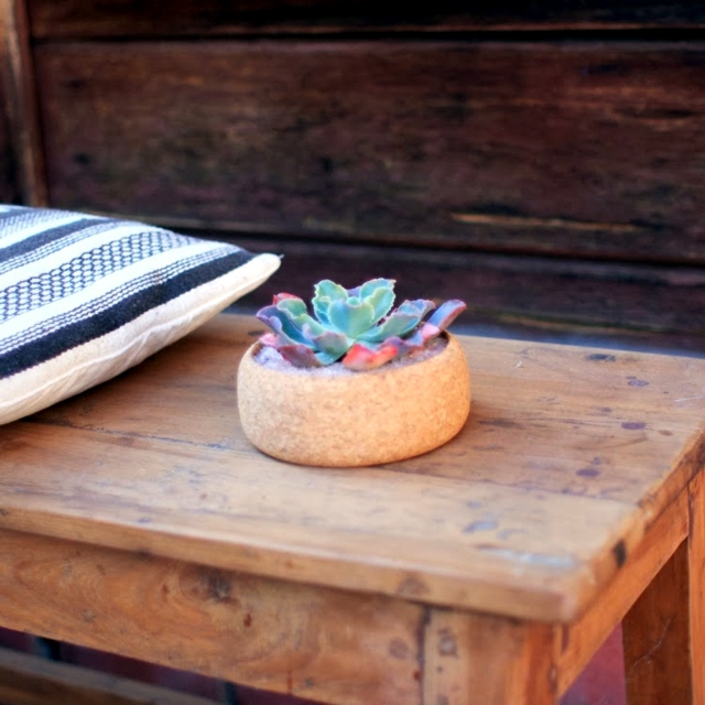 Pots Cork - ideal for cactus and succulents