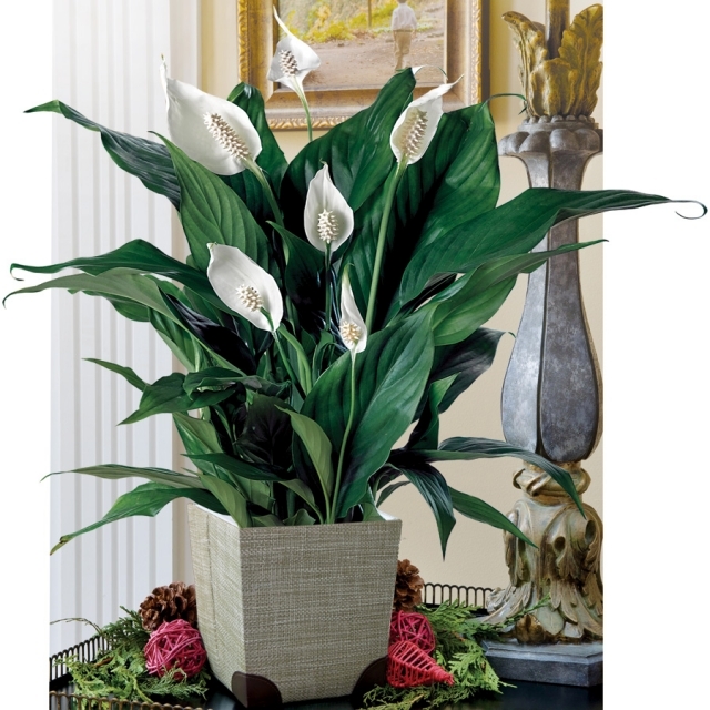 Benefits of Indoor Plants - Why are they so important to our house