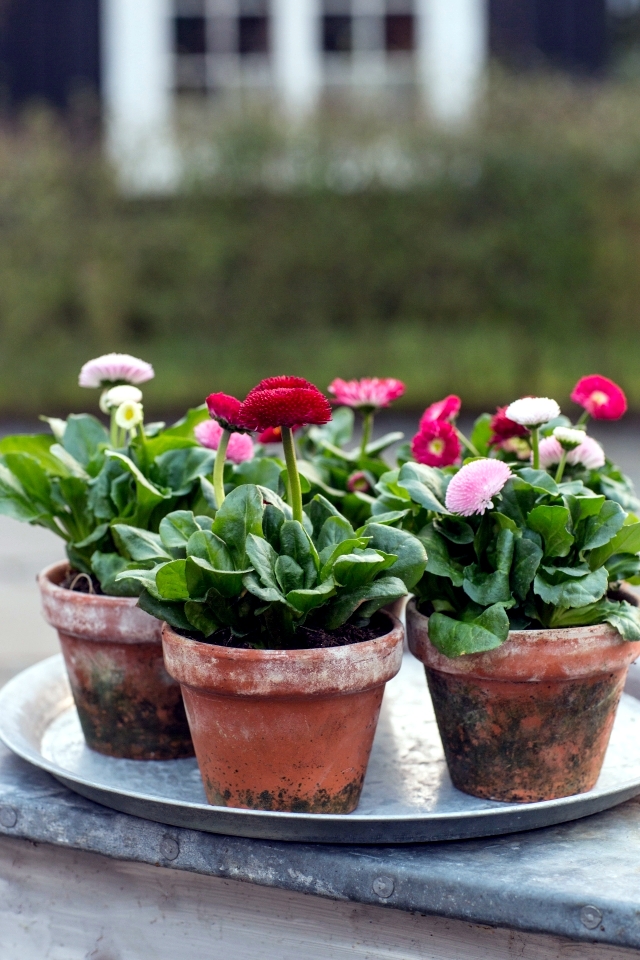Spring is planting time - What is the plant flowers in planters?