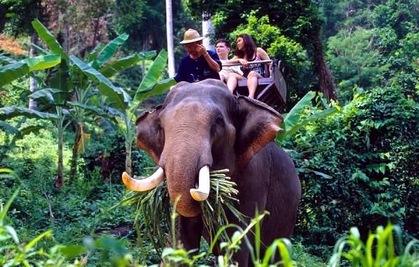 20 ideas for adventure trips for animal lovers - the adventure of a lifetime