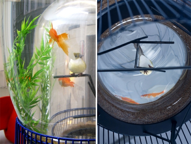 Aquarium and bird in a cage design - the concept duplex