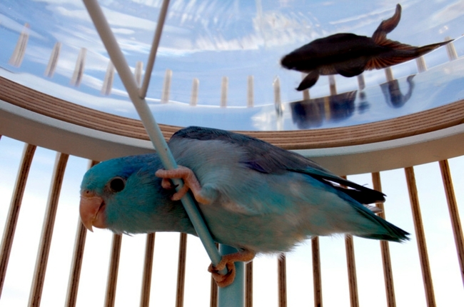 Aquarium and bird in a cage design - the concept duplex