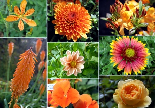 Autumn garden flowers - orange and red shades for the summer final