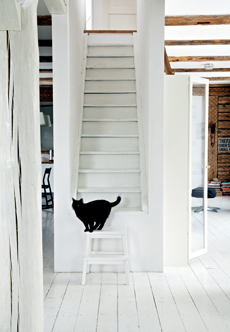 Black Cat Black Cat