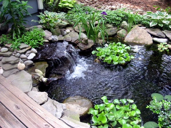 Build garden pond - a water garden design options