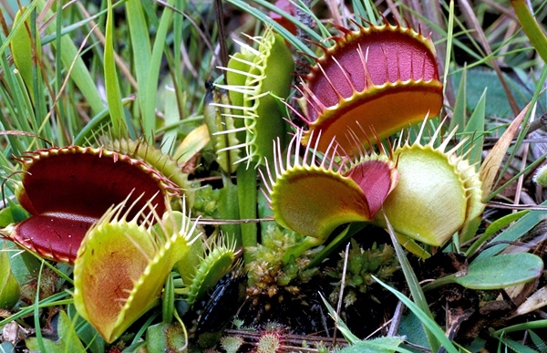 Carnivorous plants grow at home - what is to be observed