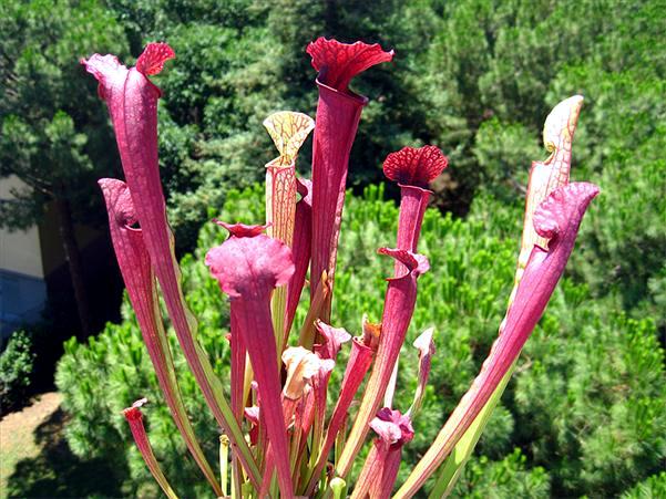 Carnivorous plants grow at home - what is to be observed