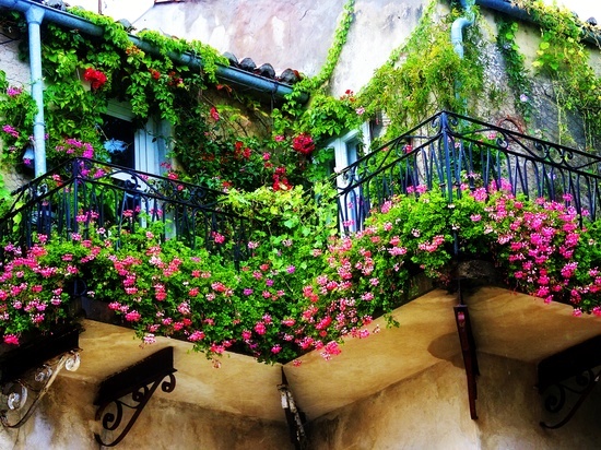 Climbing plants on balconies and terraces - screening and greening