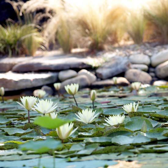 Creating a garden pond new - Tips for successful water garden remodeling