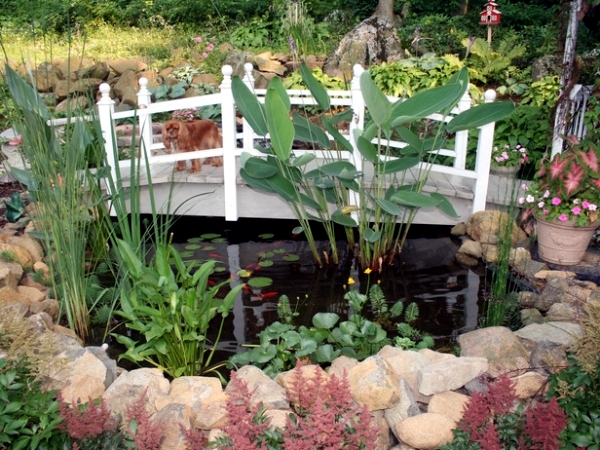 Creating a garden pond - the heart of an attractive water garden