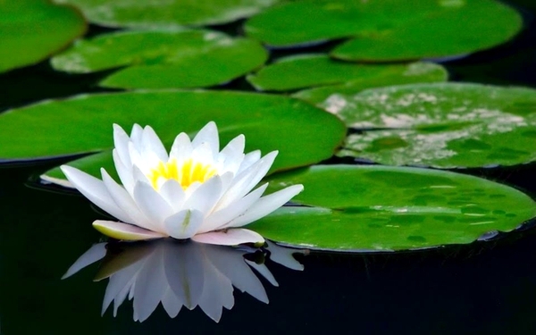 Creating a Water Garden - Planting Instructions for Water lilies in a pond