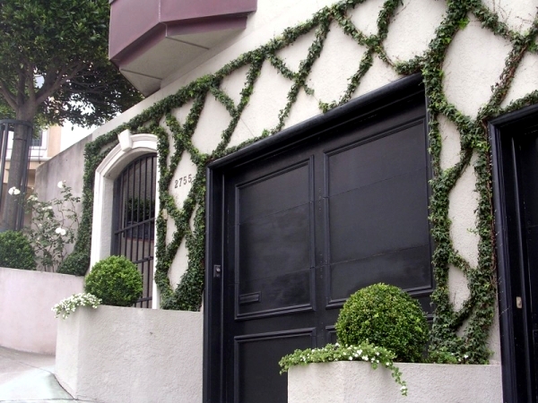 Facade with ivy Greening - Instructions for evergreen facade decoration