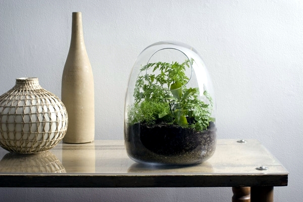 Terrarium