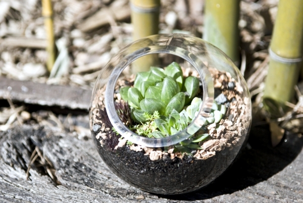 Fast terrarium instructions - put on a mini garden!