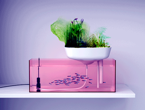 Floating mini garden serves as a natural filter for the aquarium