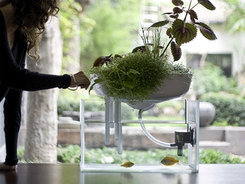 Floating mini garden serves as a natural filter for the aquarium