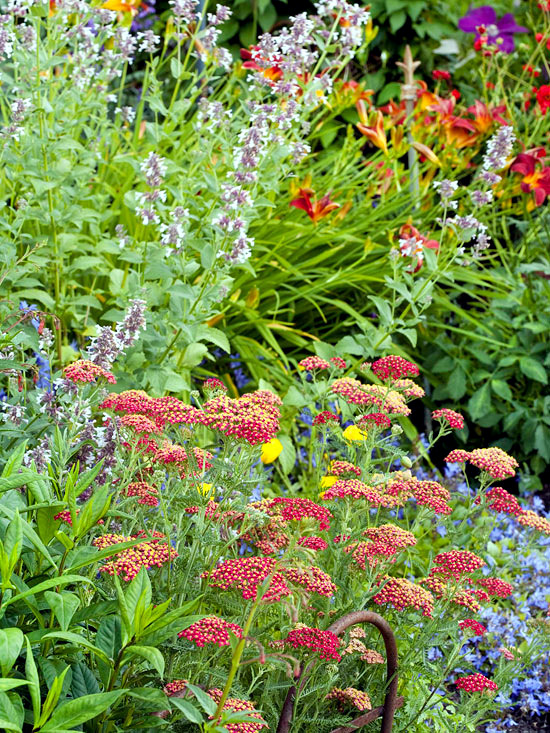 Flowers in the Garden - Garden ideas for sexy and attractive design