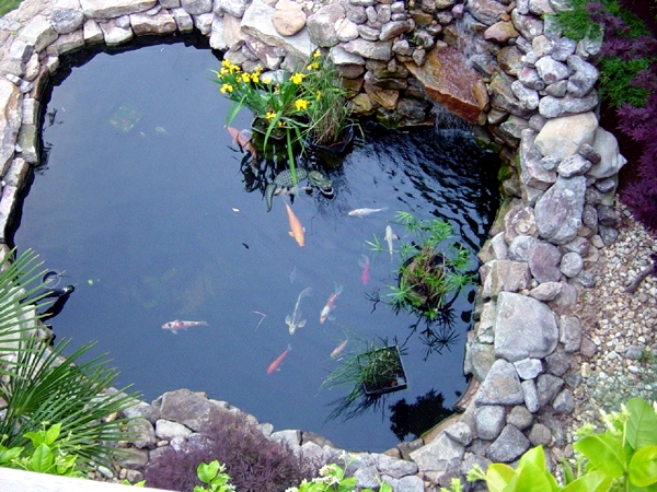 Koi pond in the garden - Tips on How to select the fish pond and breed