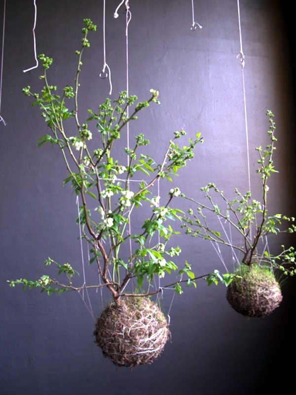 Make moss balls to hang himself - decoration with flowers and potted plants