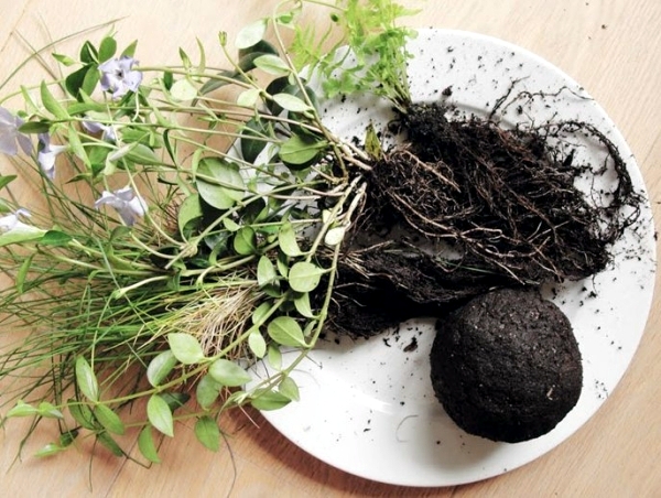 Make moss balls to hang himself - decoration with flowers and potted plants