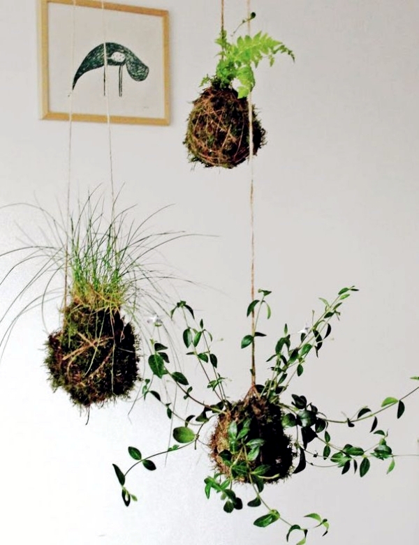 Make moss balls to hang himself - decoration with flowers and potted plants