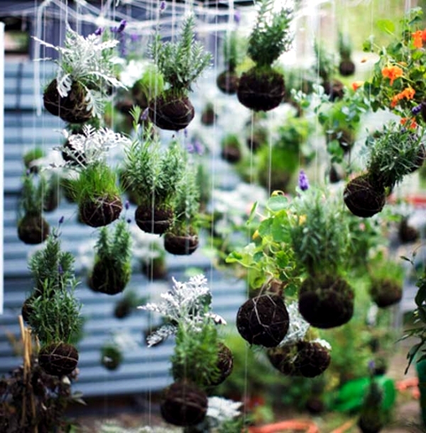 Make moss balls to hang himself - decoration with flowers and potted plants