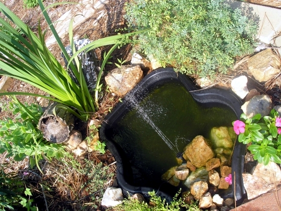 Pond through the winter-what to look for water plants and fish